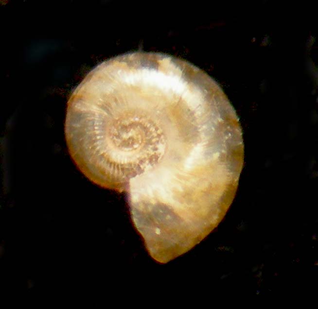 omalogyridae